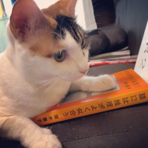 深木章子 猫には推理がよく似合う 読書　感想　書評　レビュー